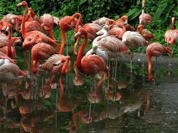 В немецком зоопарке нашли 15 мертвых фламинго