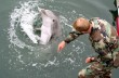 Украинские боевые дельфины перешли на сторону оккупантов
