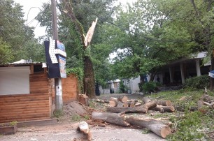 Кафешки на Трухановом острове завалило деревьями