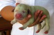 В Испании родились зеленые щенки
