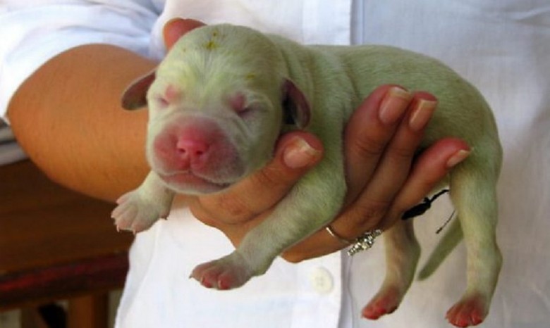 В Испании родились зеленые щенки
