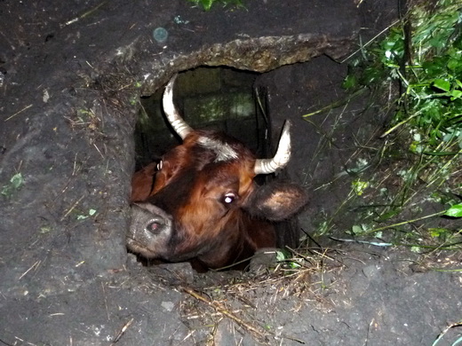В Луганской области беременную корову вызволили из канализации