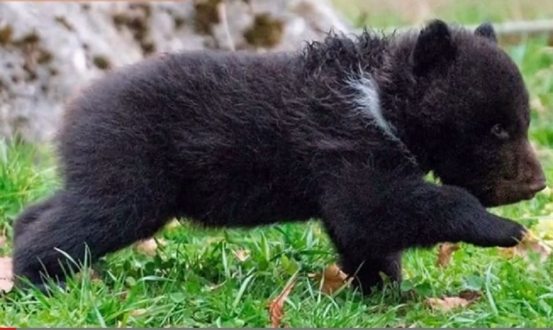 В швейцарском зоопарке усыпили абсолютно здорового маленького медвежонка