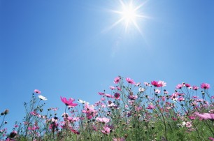 На выходные в Украине установится солнечная погода