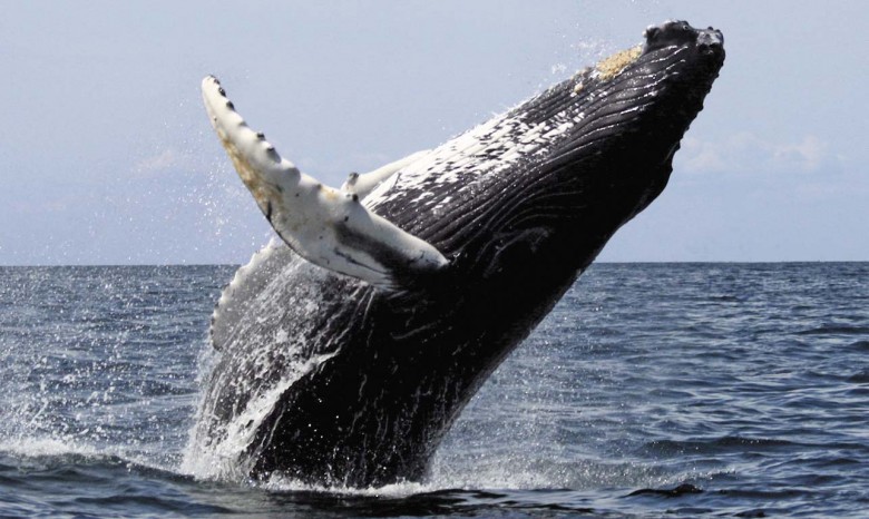 В США кит перевернул лодку с туристами
