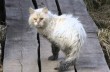 Бездомный кот терроризировал британских пенсионеров