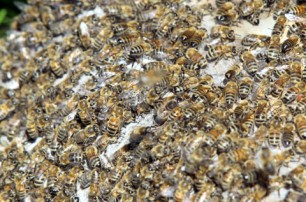 В Киеве многочисленный рой пчел оккупировал гипермаркет