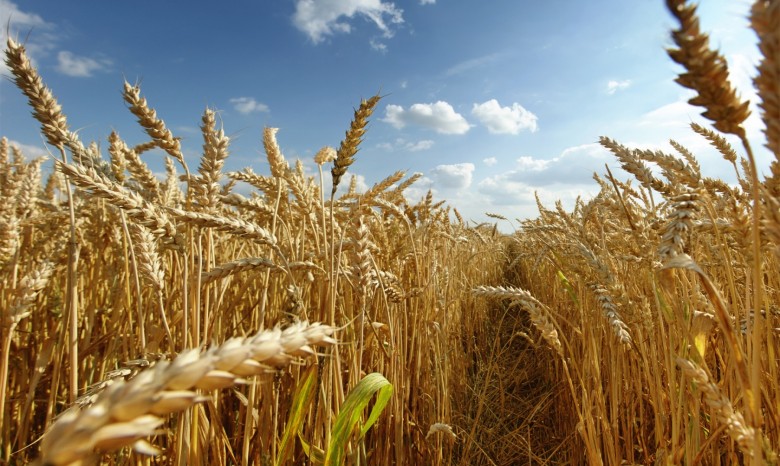 Мировые цены на зерно упали  до рекордного минимума
