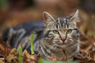 Остров Тоннаванда в Нью-Йорке оккупировали бездомные кошки