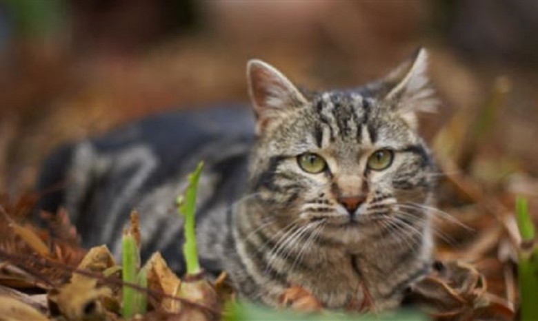 Остров Тоннаванда в Нью-Йорке оккупировали бездомные кошки