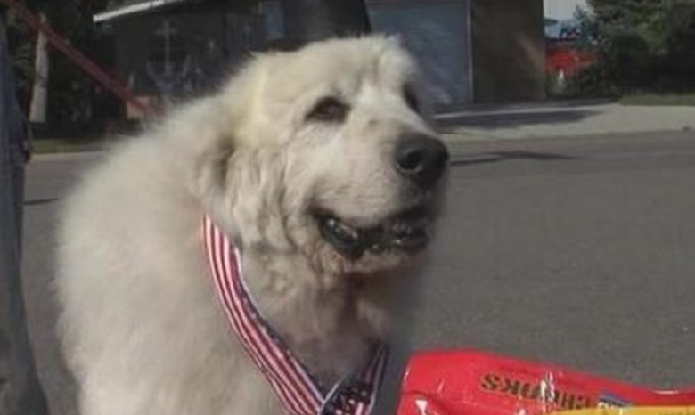 Жители американского поселка выбрали на должность мэра собаку