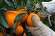 Африканца забили насмерть апельсинами