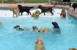 Видео с массовым купанием собак взорвало Youtube