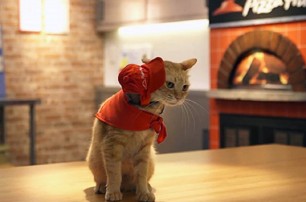 Японские коты поработали продавцами в рекламном ролике пиццерии