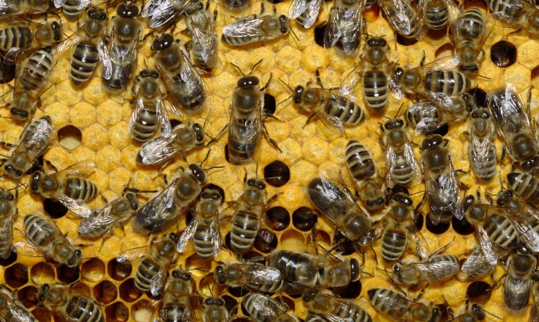 На дом американки напали 50 тысяч пчел