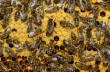 На дом американки напали 50 тысяч пчел