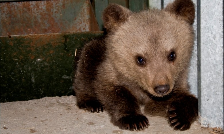 Аксенов получил в дар от Кадырова бурого медвежонка