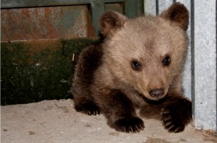 Аксенов получил в дар от Кадырова бурого медвежонка