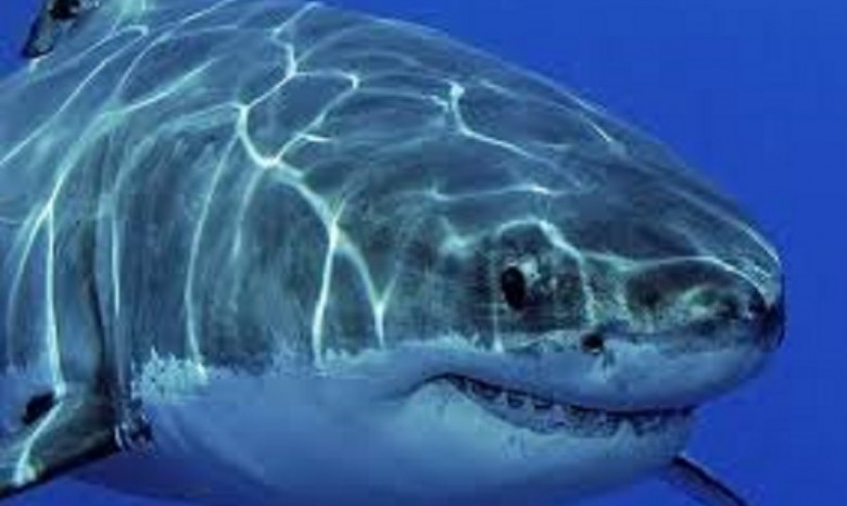 Белая акула съела британца на глазах у жены