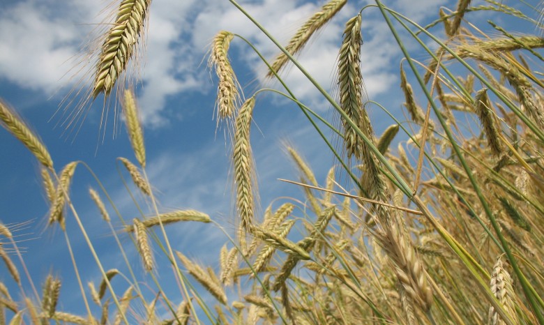 Рост расходов и падение цен на зерно подрывают осеннюю посевную
