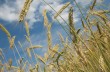 Рост расходов и падение цен на зерно подрывают осеннюю посевную