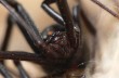 В заброшенном ирландском доме нашли 100 смертоносных пауков
