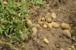 Партия «ЗАСТУП» заступилась за производителей картофеля