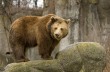 В американском заповеднике медведь загрыз туриста
