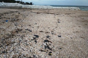 На двух одесских пляжах обнаружили пятна мазута