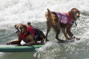 В Калифорнии соревновались собаки-серферы