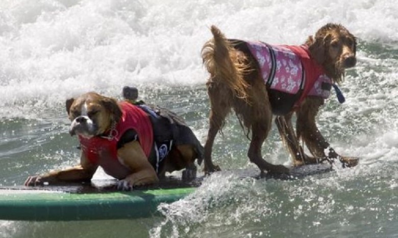 В Калифорнии соревновались собаки-серферы