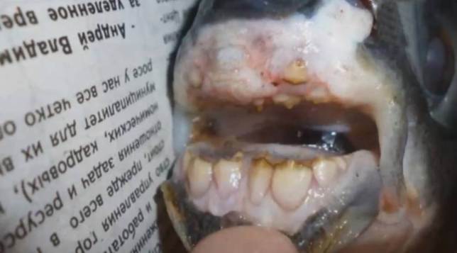 В России завелась рыба с человеческими зубами