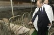 Путин разрешил кормить россиян китайскими свиньями