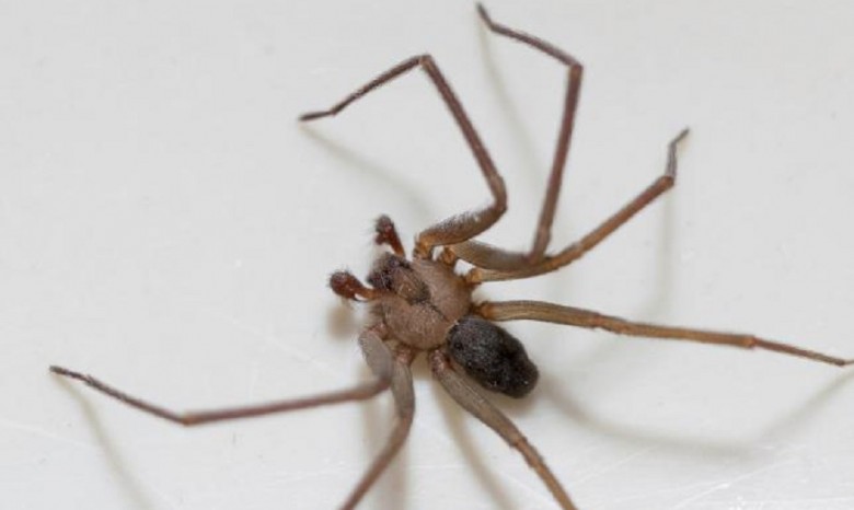 10-летний мальчик из США умер от укуса паука