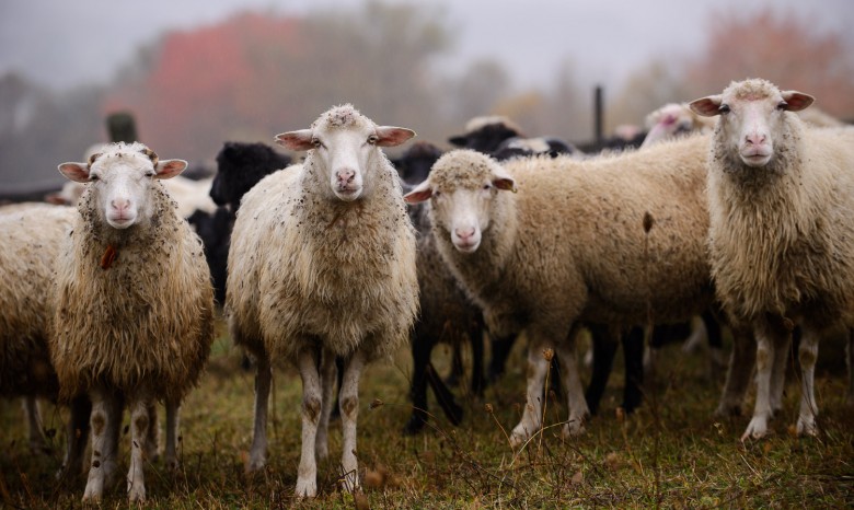 «ЗАСТУП» поддержал развитие овцеводства на Буковине