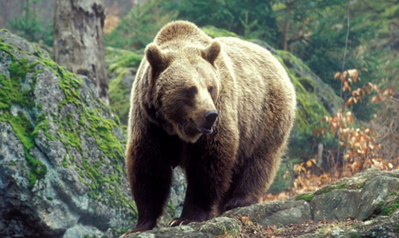В России мужчина отбился от медведя системным блоком от компьютера
