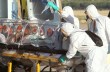 В Украине может появиться Эбола - Минздрав