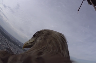 Орлан-белохвост снял Париж с высоты птичьего полета