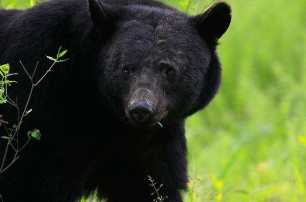 В Америке запретили селфи с медведями
