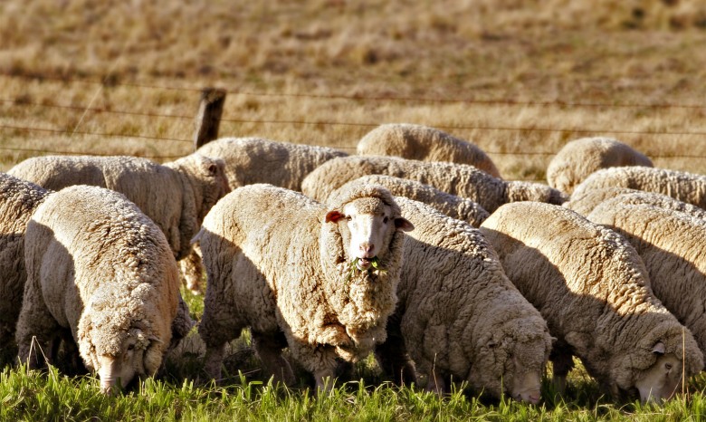 Женщина из ЮАР спрятала в спальне 12 ворованных овец