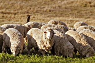 Женщина из ЮАР спрятала в спальне 12 ворованных овец