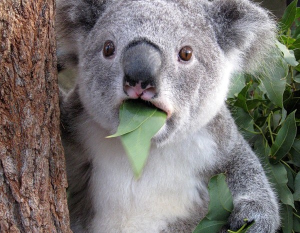 Австралийских коал учат обнимать мировых лидеров