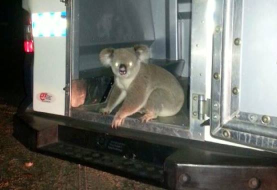 В Австралии полицейский задержал коалу за нарушение ПДД