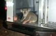 В Австралии полицейский задержал коалу за нарушение ПДД