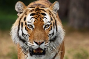 В окрестностях парижского «Диснейленда» ищут тигра