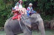 В Таиланде слон, катавший туристов, убил погонщика