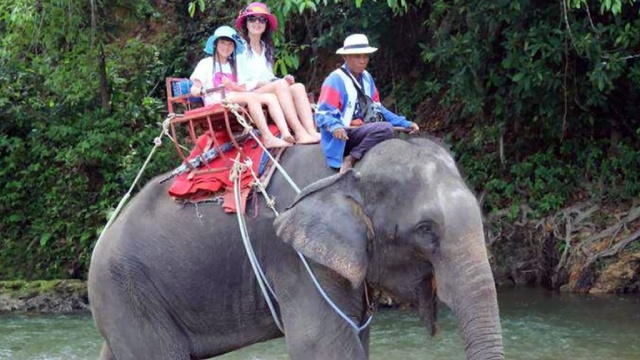 В Таиланде слон, катавший туристов, убил погонщика