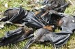 На австралийский город упали 5 тысяч мертвых летучих мышей