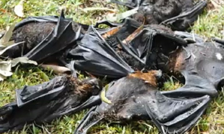 На австралийский город упали 5 тысяч мертвых летучих мышей