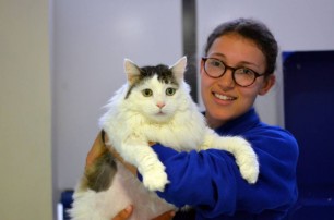 В лондонском приюте живет самый толстый кот в мире